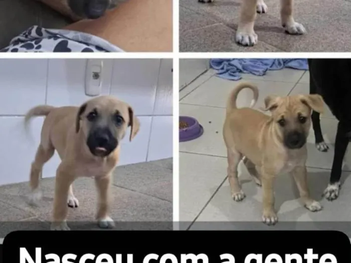Cachorro ra a SRD-ViraLata idade 1 ano nome Antônio 