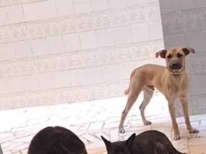 Cachorro ra a SRD-ViraLata idade 1 ano nome Antônio 
