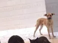 Antônio