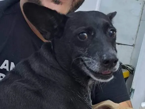 Cachorro ra a SRD-ViraLata idade 6 ou mais anos nome Gigi - Giovana