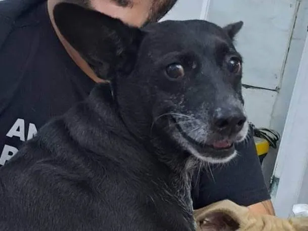 Cachorro ra a SRD-ViraLata idade 6 ou mais anos nome Gigi - Giovana