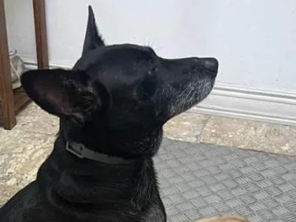 Cachorro ra a SRD-ViraLata idade 6 ou mais anos nome Gigi - Giovana