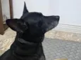 Gigi - Giovana