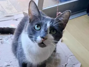 Gato raça SRD-ViraLata idade 2 anos nome Sophie