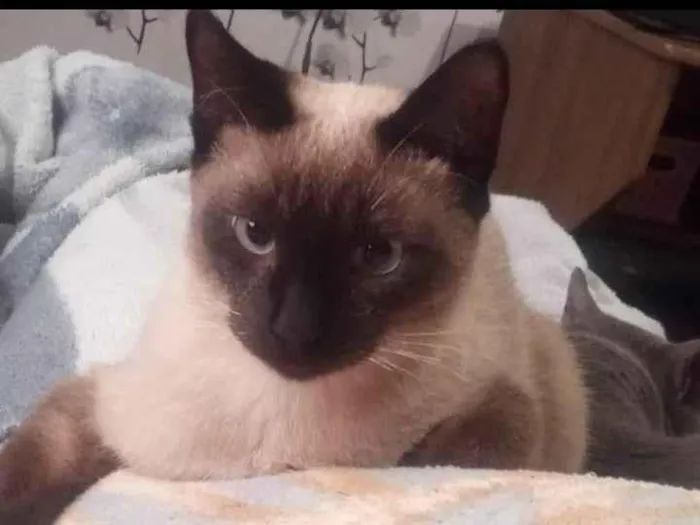 Gato ra a SRD-ViraLata idade 1 ano nome Zeno