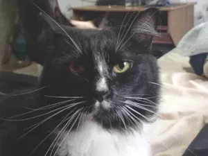 Gato raça SRD-ViraLata idade 5 anos nome Frajola