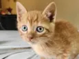 Caramelo