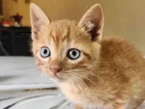 Gato raça SRD-ViraLata idade 2 a 6 meses nome Caramelo