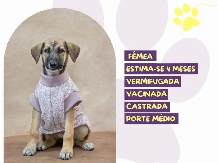 Cachorro ra a SRD-ViraLata idade 2 a 6 meses nome Calipso
