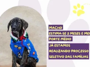 Cachorro raça SRD-ViraLata idade 2 a 6 meses nome Bono