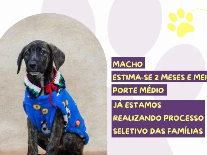 Cachorro ra a SRD-ViraLata idade 2 a 6 meses nome Bono