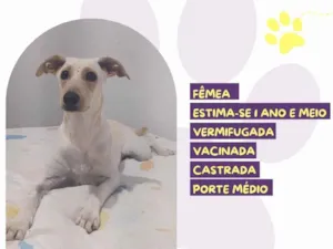 Cachorro raça SRD-ViraLata idade 1 ano nome Sol