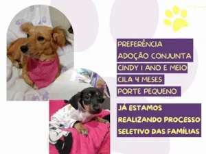 Cachorro raça SRD-ViraLata idade 1 ano nome Cindy e Cila