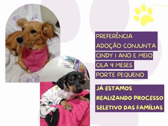 Cachorro ra a SRD-ViraLata idade 1 ano nome Cindy e Cila