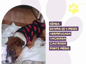 Cachorro raça SRD-ViraLata idade 2 a 6 meses nome Pietra 