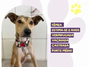 Cachorro raça SRD-ViraLata idade 2 anos nome Carmela