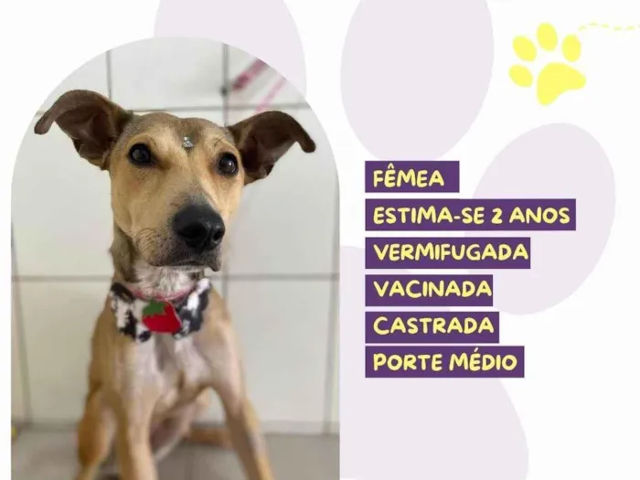 Cachorro ra a SRD-ViraLata idade 2 anos nome Carmela