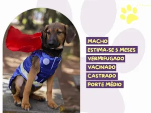 Cachorro raça SRD-ViraLata idade 2 a 6 meses nome Tom