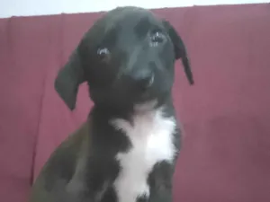 Cachorro raça SRD-ViraLata idade Abaixo de 2 meses nome Amora