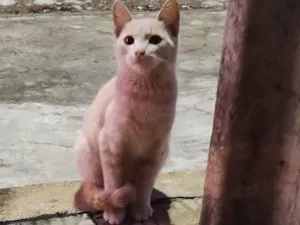 Gato raça SRD-ViraLata idade 2 a 6 meses nome Baby