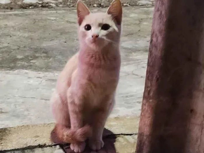 Gato ra a SRD-ViraLata idade 2 a 6 meses nome Baby