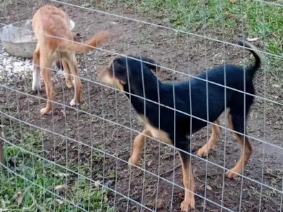 Cachorro raça SRD-ViraLata idade 7 a 11 meses nome Zeus, safira, aisha, estelar, Thor 
