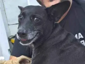 Cachorro raça SRD-ViraLata idade 6 ou mais anos nome Gigi - Giovana