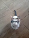 Orion
