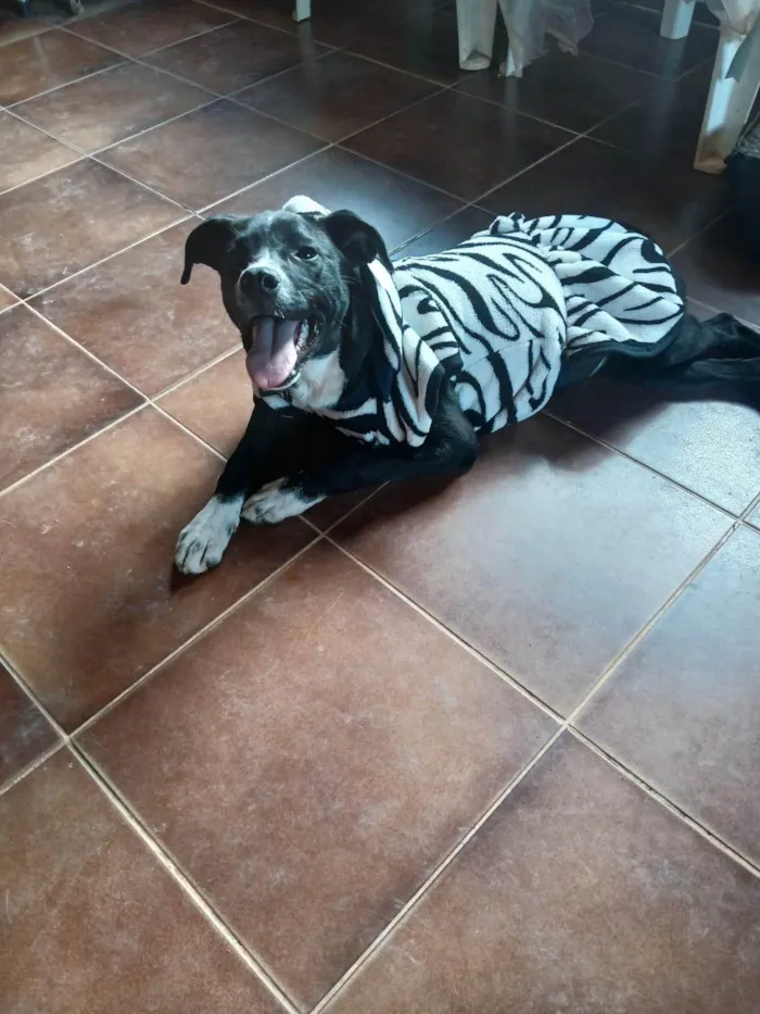 Cachorro ra a SRD-ViraLata idade 2 a 6 meses nome Pepa