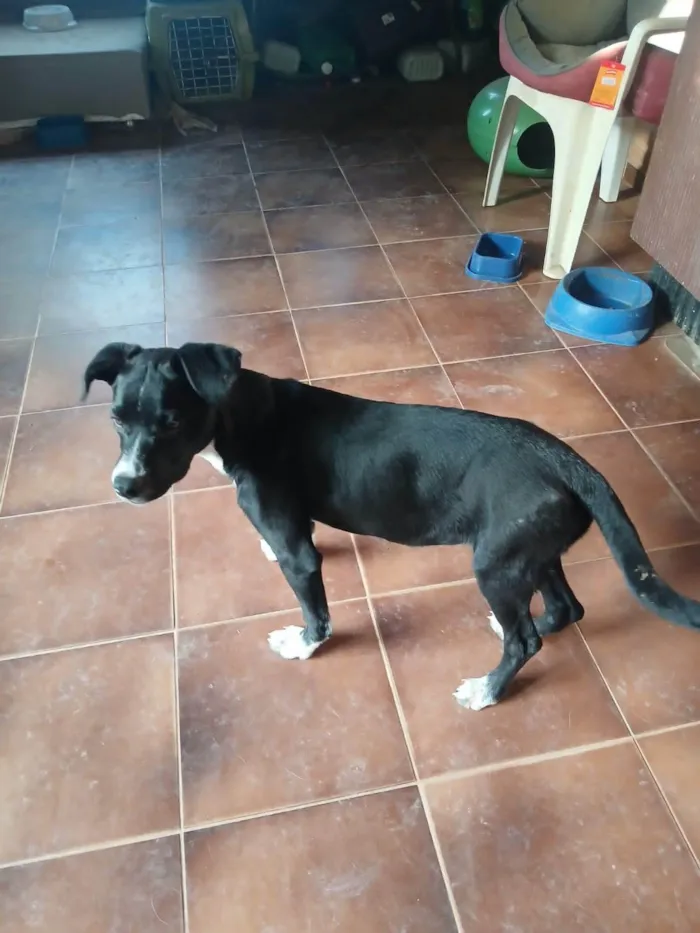 Cachorro ra a SRD-ViraLata idade 2 a 6 meses nome Pepa