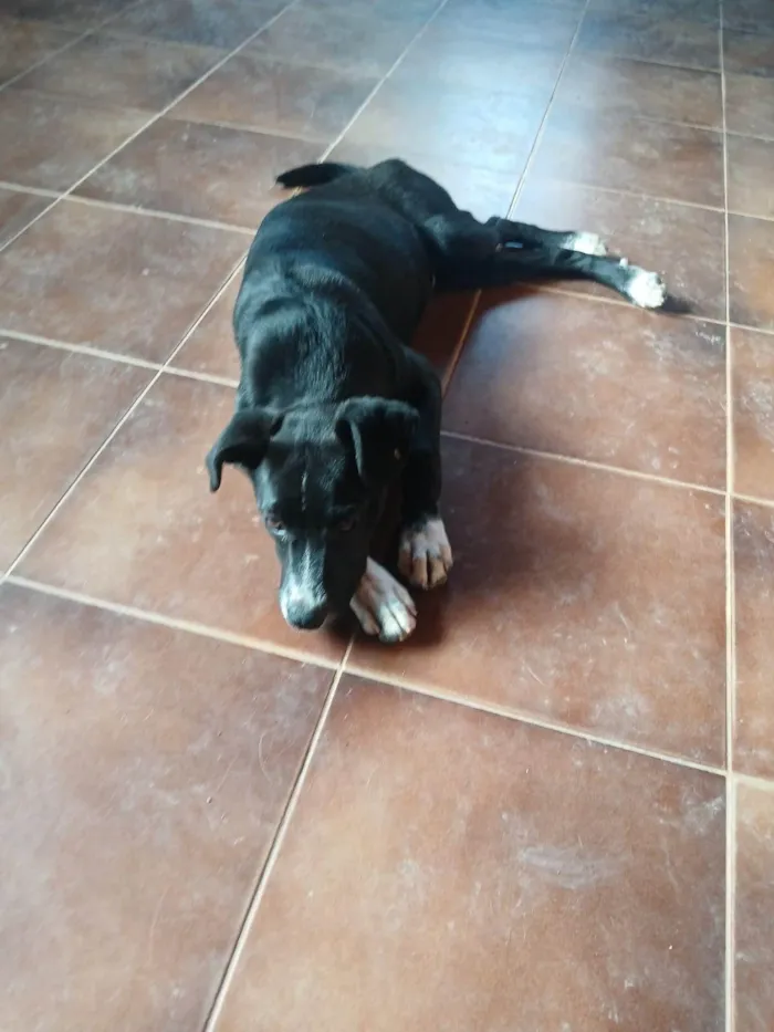 Cachorro ra a SRD-ViraLata idade 2 a 6 meses nome Pepa