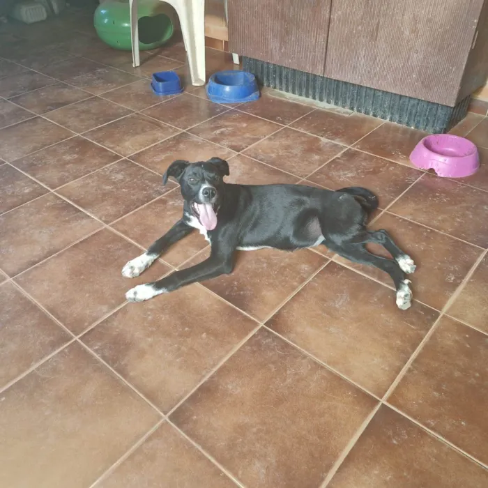 Cachorro ra a SRD-ViraLata idade 2 a 6 meses nome Pepa