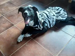 Cachorro raça SRD-ViraLata idade 2 a 6 meses nome Pepa