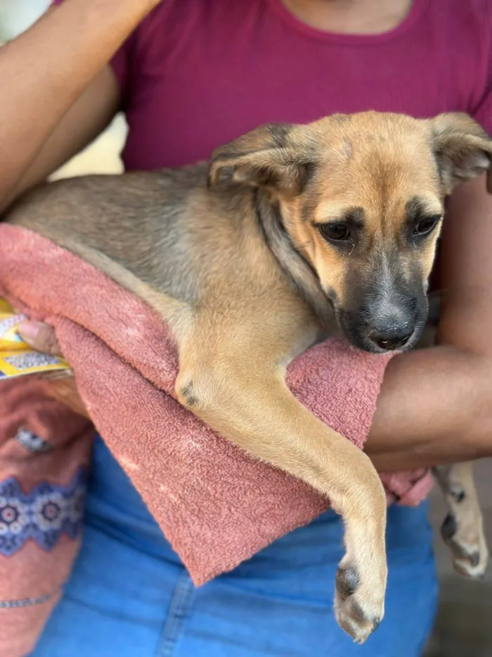 Cachorro ra a SRD-ViraLata idade 2 a 6 meses nome Juliette 