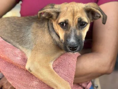 Cachorro raça SRD-ViraLata idade 2 a 6 meses nome Juliette 