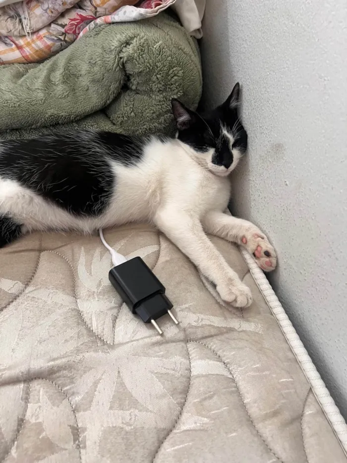 Gato ra a SRD-ViraLata idade 2 a 6 meses nome Fred