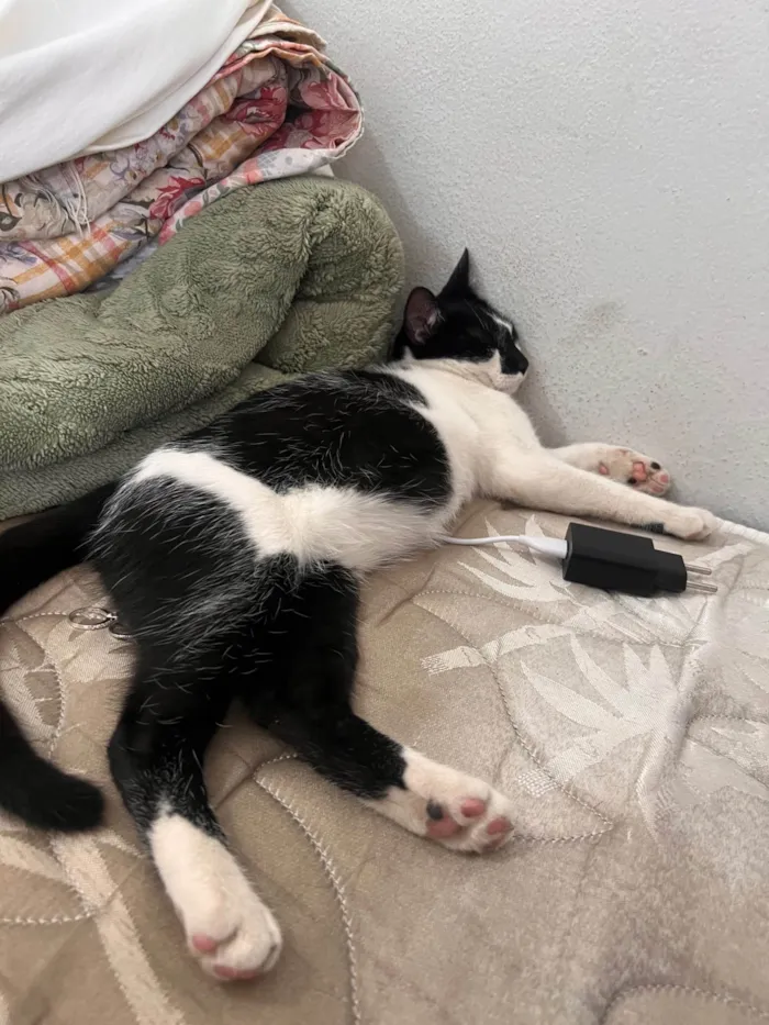 Gato ra a SRD-ViraLata idade 2 a 6 meses nome Fred
