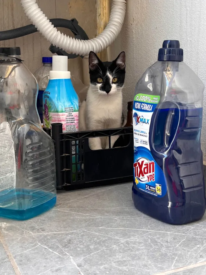 Gato ra a SRD-ViraLata idade 2 a 6 meses nome Fred