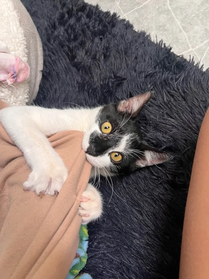 Gato ra a SRD-ViraLata idade 2 a 6 meses nome Fred