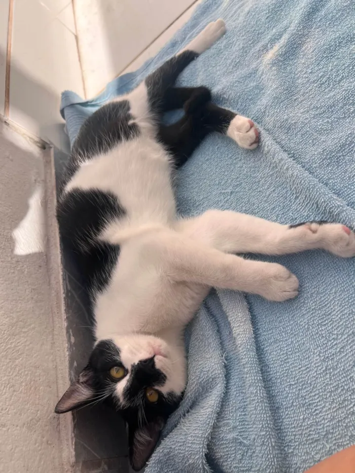 Gato ra a SRD-ViraLata idade 2 a 6 meses nome Fred