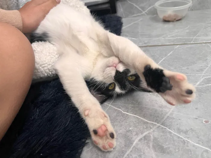 Gato ra a SRD-ViraLata idade 2 a 6 meses nome Fred