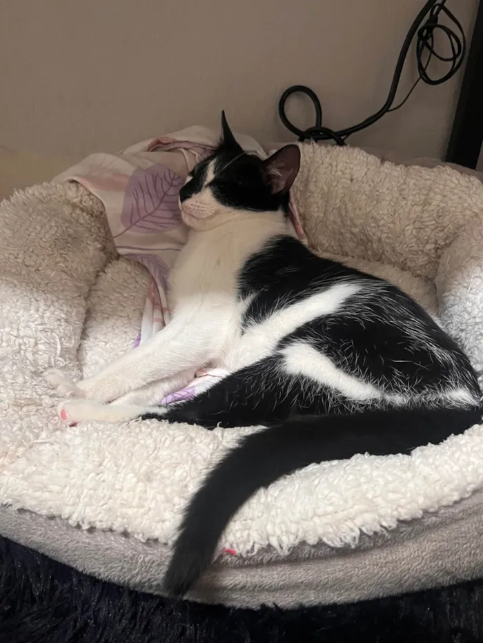 Gato ra a SRD-ViraLata idade 2 a 6 meses nome Fred