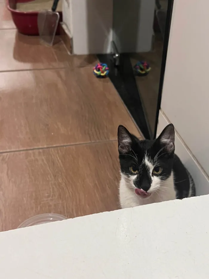 Gato ra a SRD-ViraLata idade 2 a 6 meses nome Fred