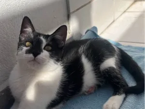 Gato raça SRD-ViraLata idade 2 a 6 meses nome Fred
