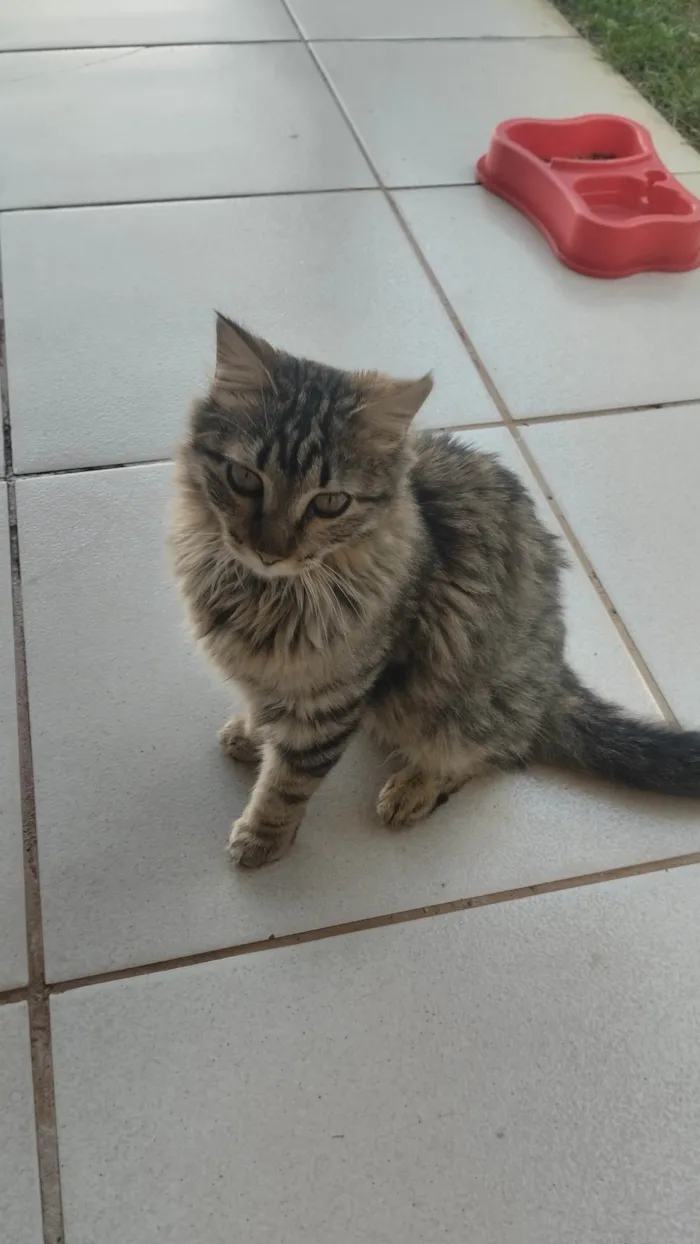 Gato ra a SRD-ViraLata idade 2 a 6 meses nome Paçoca 