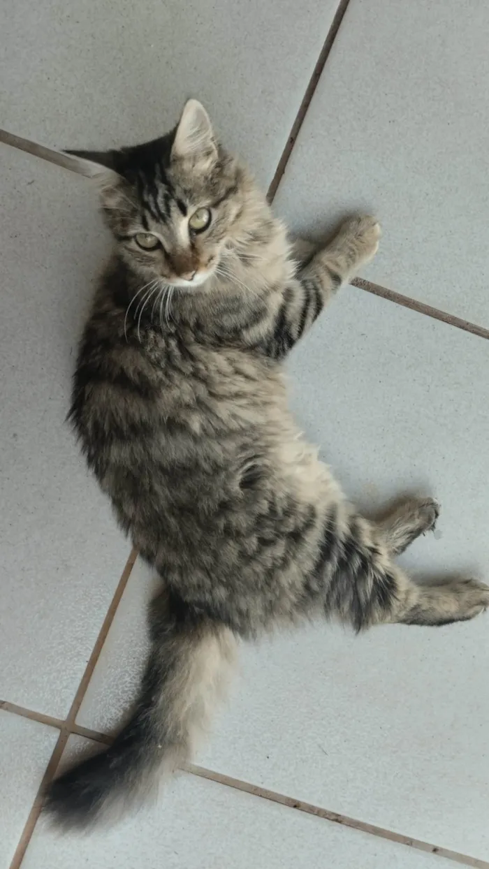Gato ra a SRD-ViraLata idade 2 a 6 meses nome Paçoca 