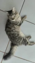 Paçoca