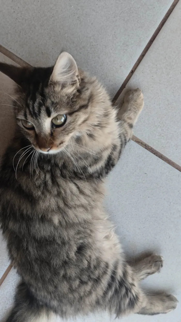 Gato ra a SRD-ViraLata idade 2 a 6 meses nome Paçoca 