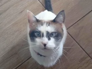 Gato raça SRD-ViraLata idade 3 anos nome Orion 