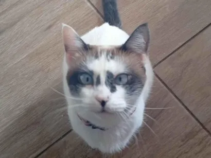 Gato raça SRD-ViraLata idade 3 anos nome Orion 